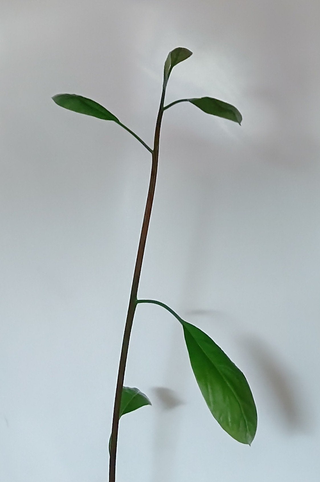 ガラス花瓶/DAISO/その他を使ったクチコミ(1枚目)