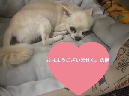 ミス ディオール オードゥ パルファン/Dior/香水(レディース)を使ったクチコミ(5枚目)