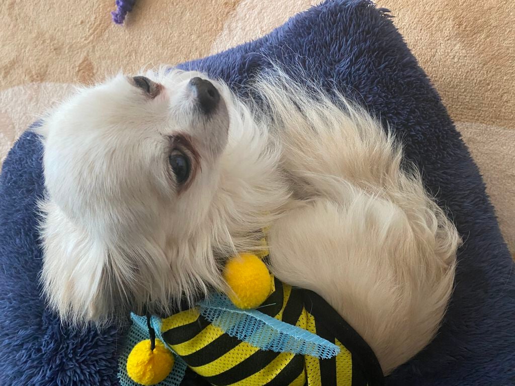 ぷぅぴぃ《紫コス部💜💗》 on LIPS 「断捨離しながら、投稿します!!皆さんとおそろいアイテムが色々あ..」(6枚目)