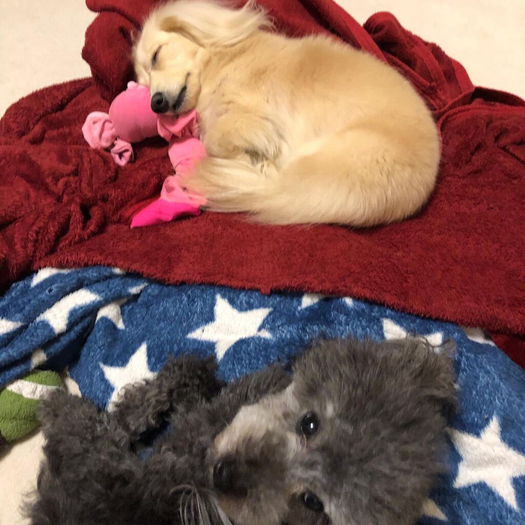 榎本みか on LIPS 「みんなもふもふで可愛い😍#オールインワン#オールインワンジェル..」(2枚目)