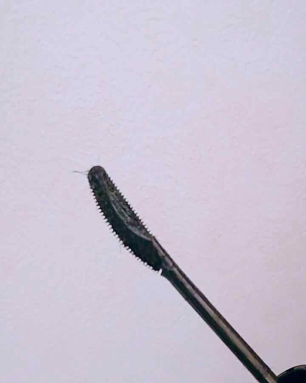 ラッシュエキスパンダー ロングロングロング/MAJOLICA MAJORCA/マスカラを使ったクチコミ(2枚目)