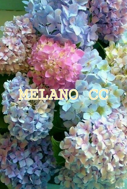 薬用 しみ 集中対策 美容液/メラノCC/美容液を使ったクチコミ(1枚目)