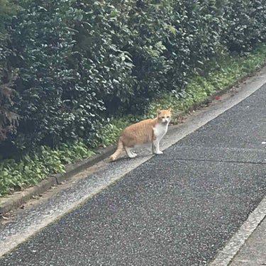 ⚠︎猫に画像の使用許可はいただいておりません

突然ですが、ここにダイエットの記録をしていきます、、、。
半身浴をし、鼻に洗濯バサミを付け、居眠り携帯水没事件回避の為続けたいと思います。

スルーしてい