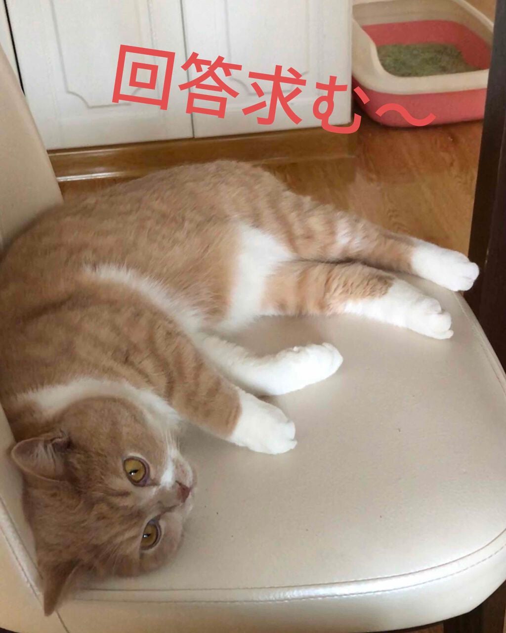 ヒルマイルドクリーム(医薬品)/健栄製薬/その他を使ったクチコミ(1枚目)