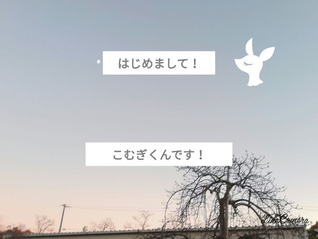 こむぎくん(◍•ᴗ•◍) on LIPS 「はじめまして!こむぎくん(◍•ᴗ•◍)です!メイクのことは上げ..」(1枚目)