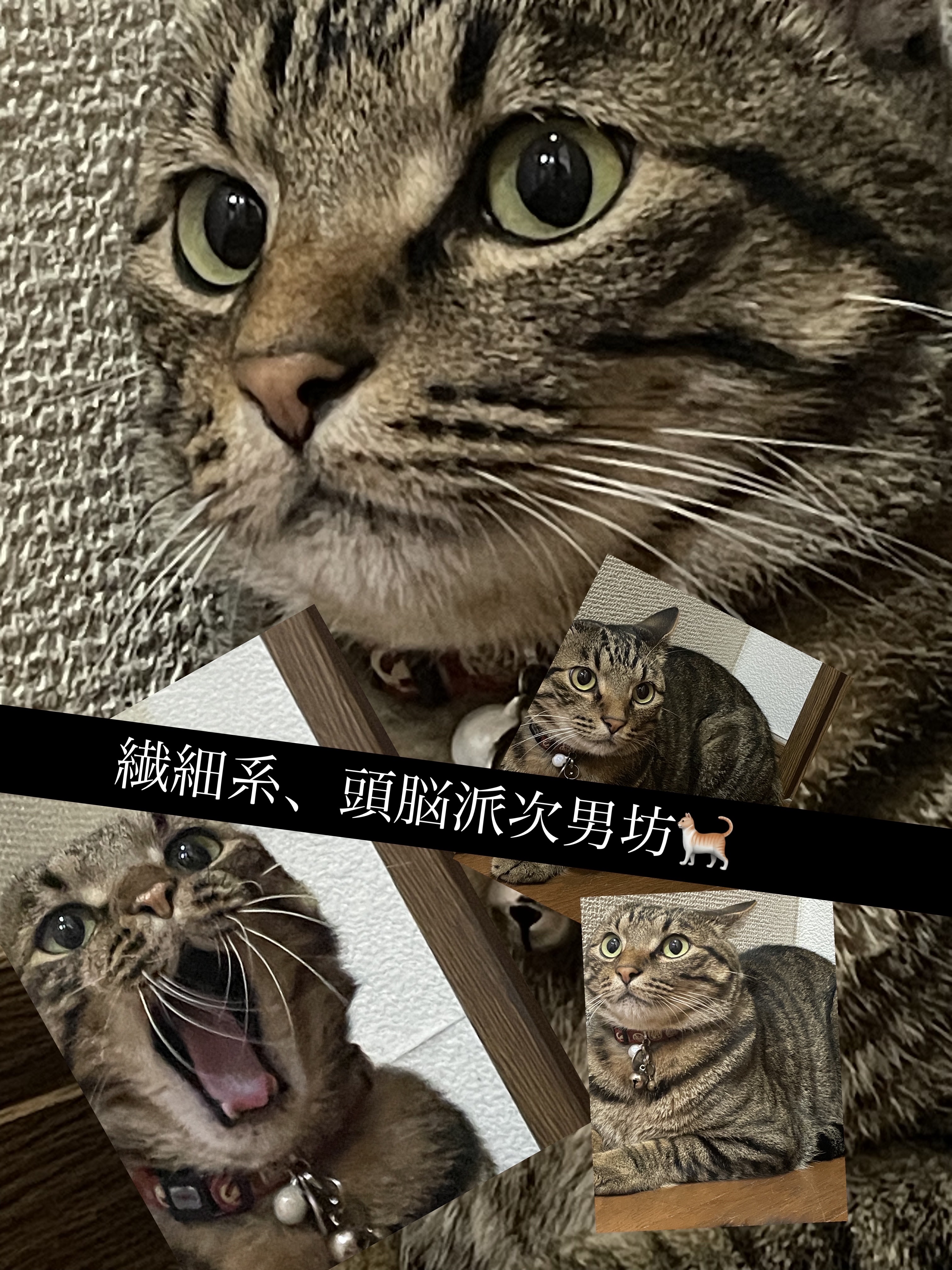 リップカラーシールド/CEZANNE/口紅を使ったクチコミ（2枚目）