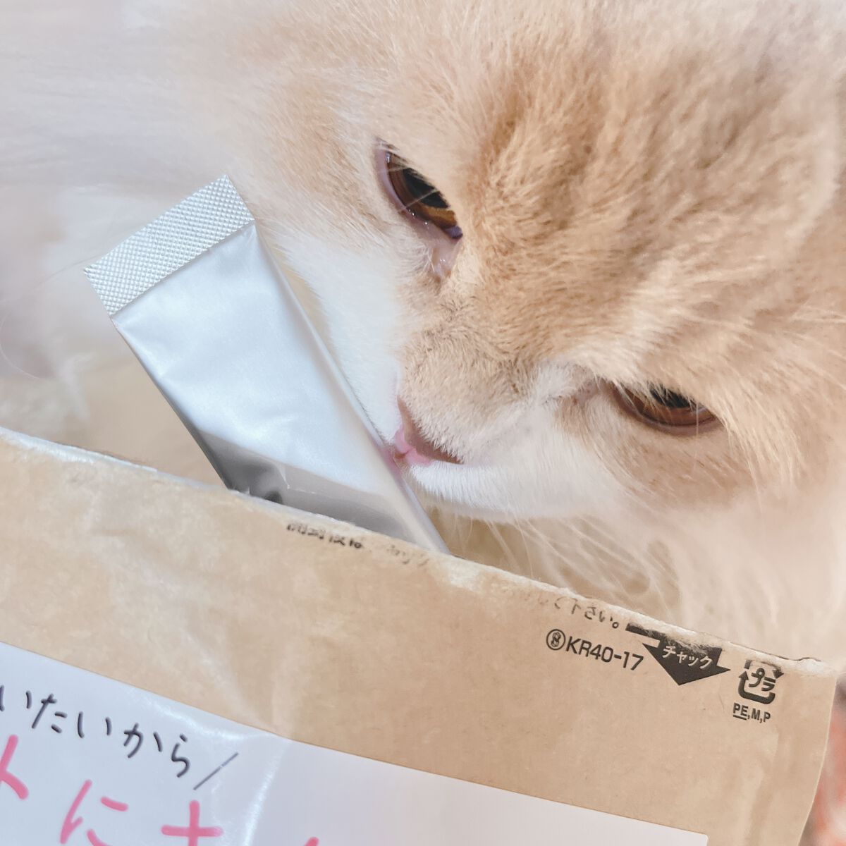 Machiko@フォロバします♡ on LIPS 「うちの愛猫は1歳ながら体調を崩しがちで食生活の見直しを定期的に..」(2枚目)