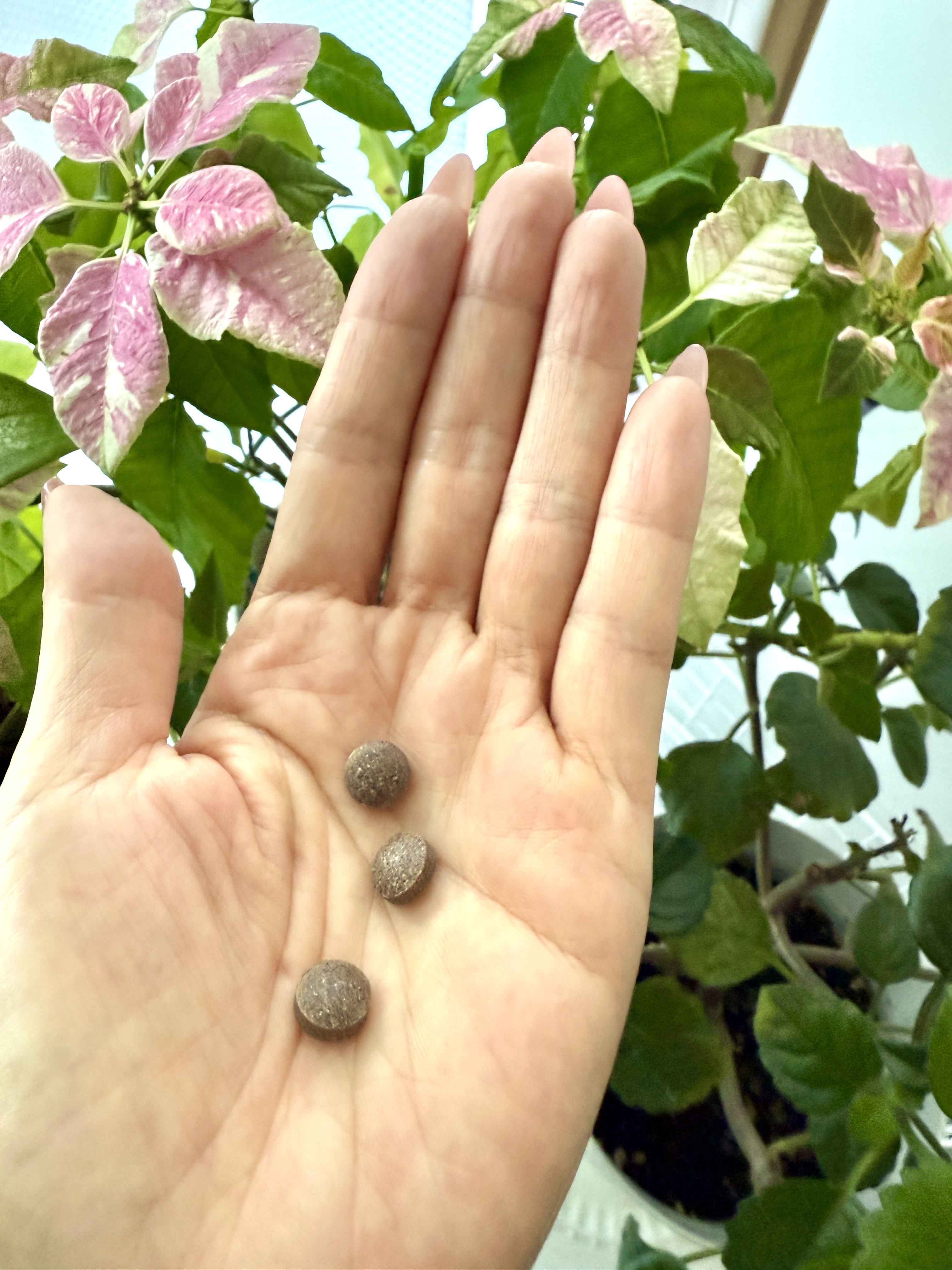 ひとつぶの太陽/美健未来/健康サプリメントを使ったクチコミ（3枚目）