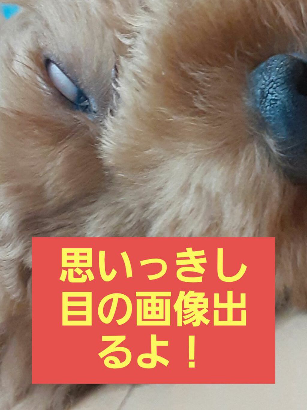 まつげ美容液EX/CEZANNE/まつげ美容液を使ったクチコミ(1枚目)