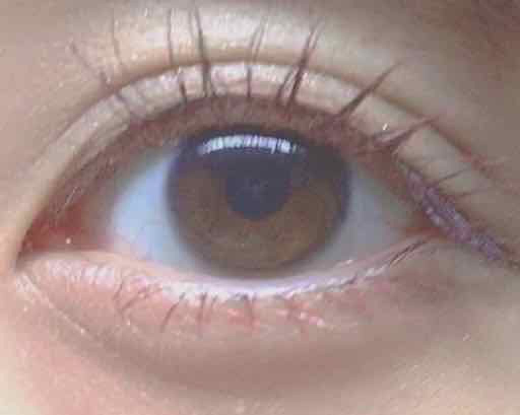 クイックラッシュカーラー/キャンメイク/マスカラ下地を使ったクチコミ（1枚目）