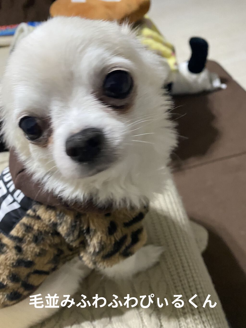 ゾイック スピーディワン トリートメントインシャンプー/ハートランド株式会社/シャンプー・コンディショナーを使ったクチコミ（3枚目）