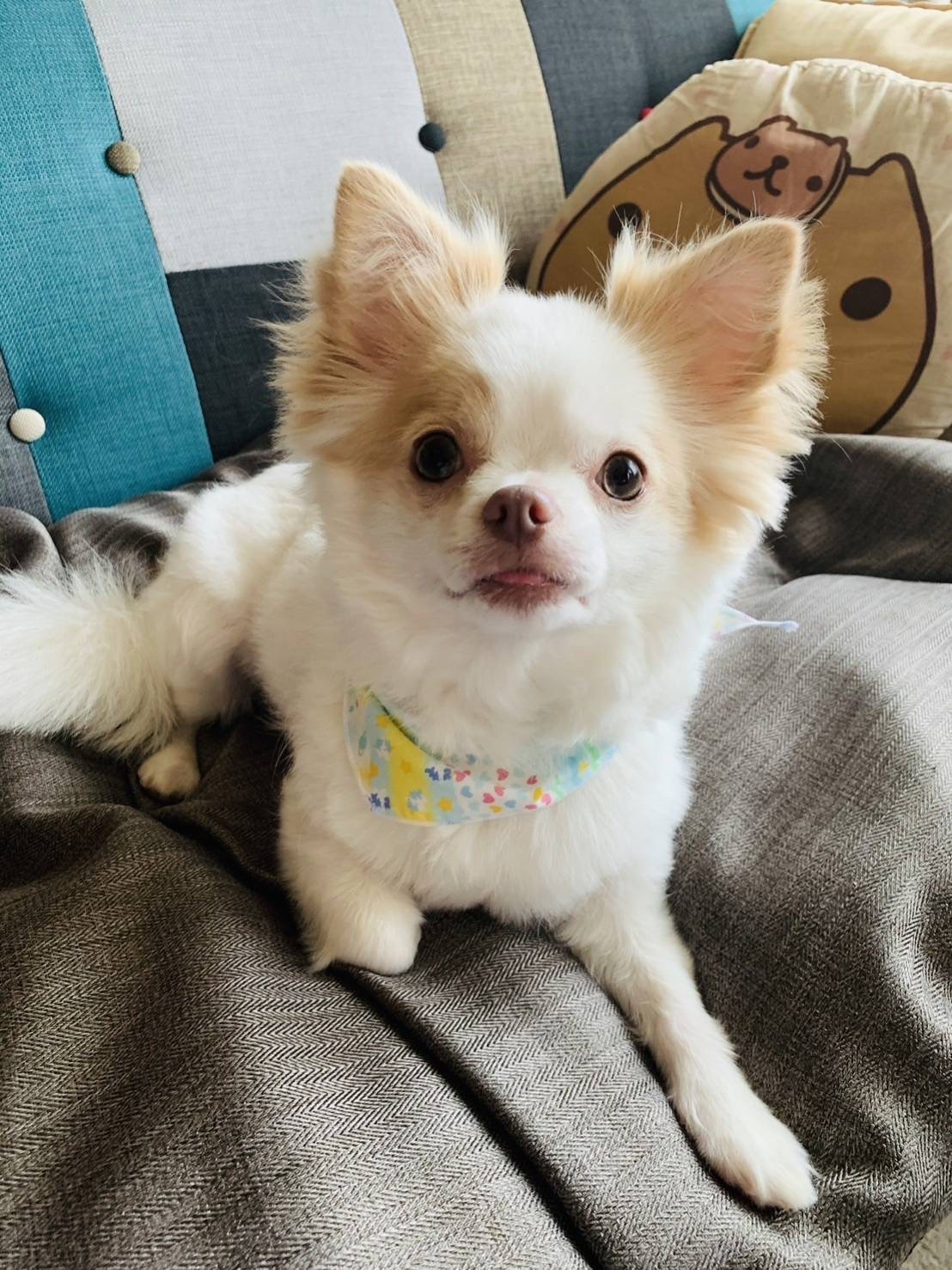 どうぶつのけんこう手帳/セリア/その他を使ったクチコミ（2枚目）