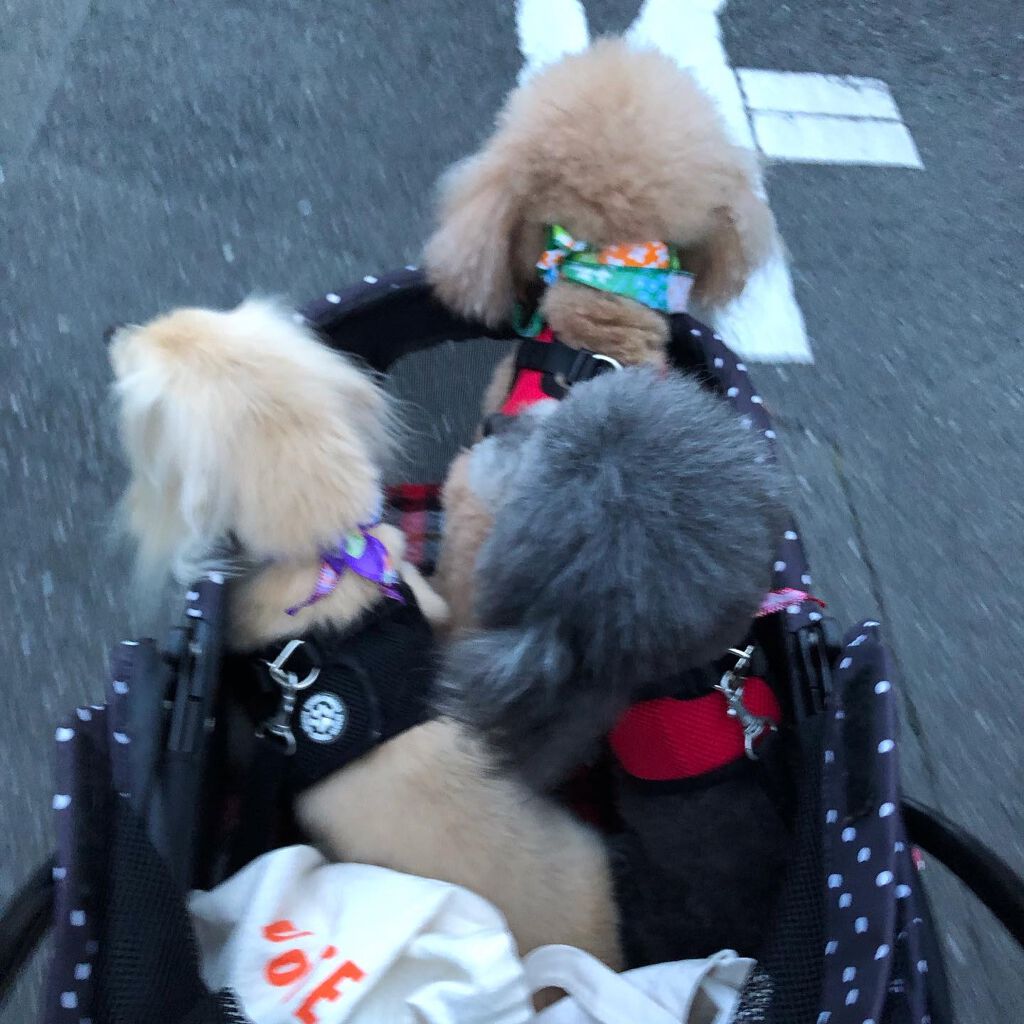 榎本みか on LIPS 「本日はトリミング😉みんなトリミング疲れたから帰って来たら爆睡😪..」(1枚目)