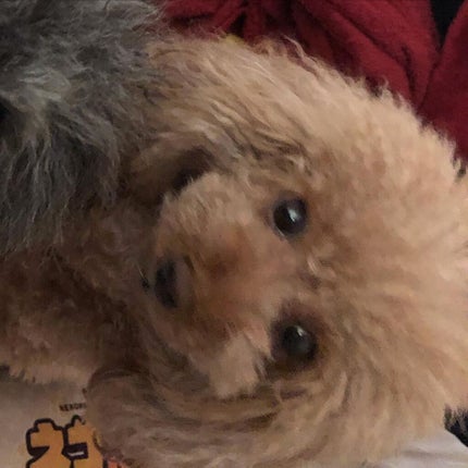 榎本みか on LIPS 「エレーナ可愛い😊#happy#幸せ#toypoodle#dac..」(5枚目)