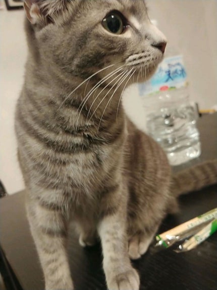 イングリッシュ ペアー&フリージア コロン/Jo MALONE LONDON/香水(レディース)を使ったクチコミ(1枚目)