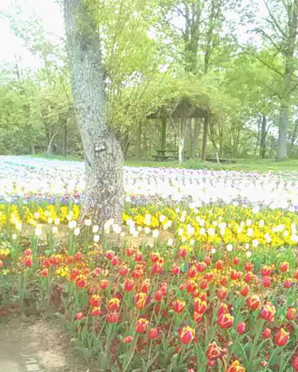 アミノ シュープリーム シャンプー/トリートメント(ベルベットメロウ)/Je l'aime/市販シャンプーを使ったクチコミ(1枚目)