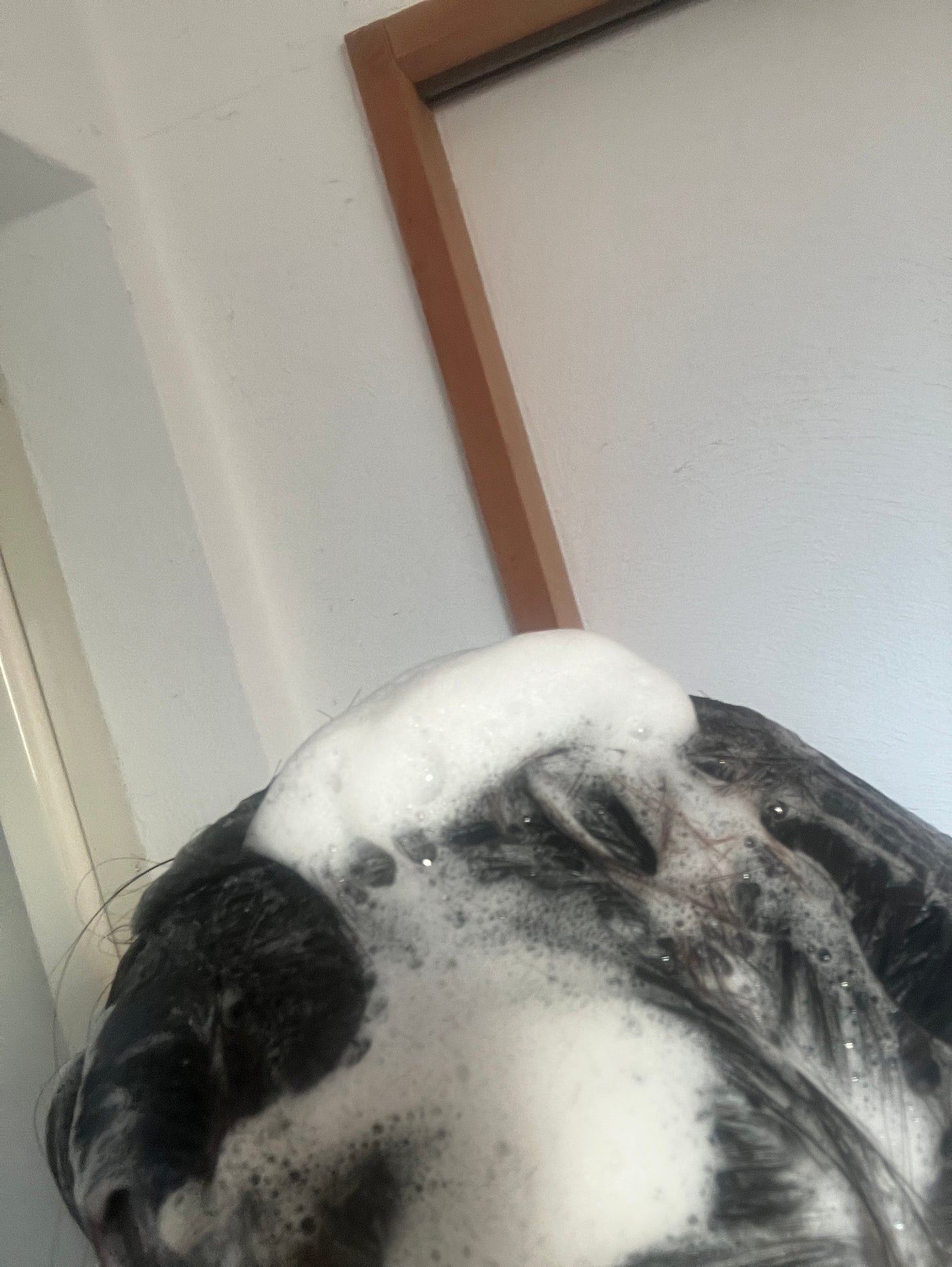 シャンプー バー ピンカリシャス/Ethique/市販シャンプーを使ったクチコミ(6枚目)