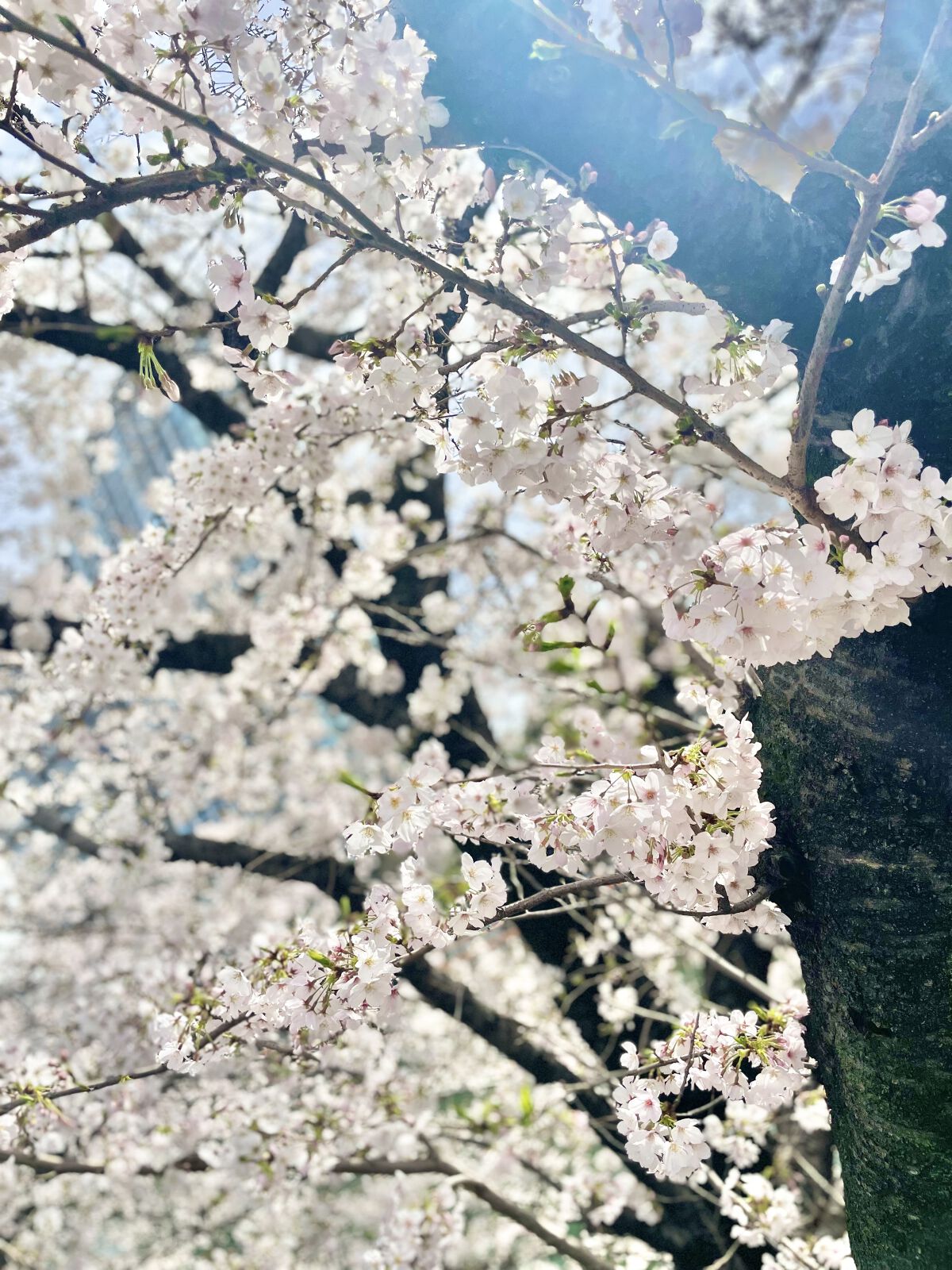 ビオレUV アクアリッチ ウォータリーエッセンス/ビオレ/日焼け止めローションを使ったクチコミ（2枚目）