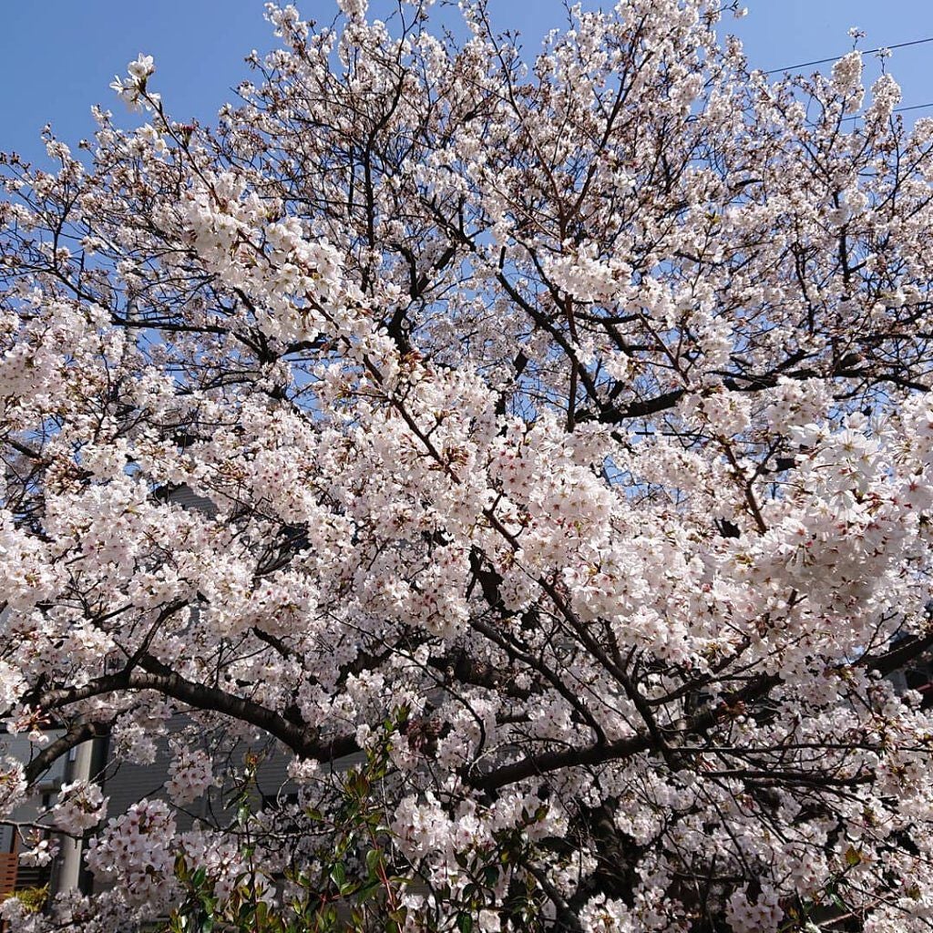 【旧】ディオール アディクト リップ マキシマイザー/Dior/リップグロスを使ったクチコミ(6枚目)