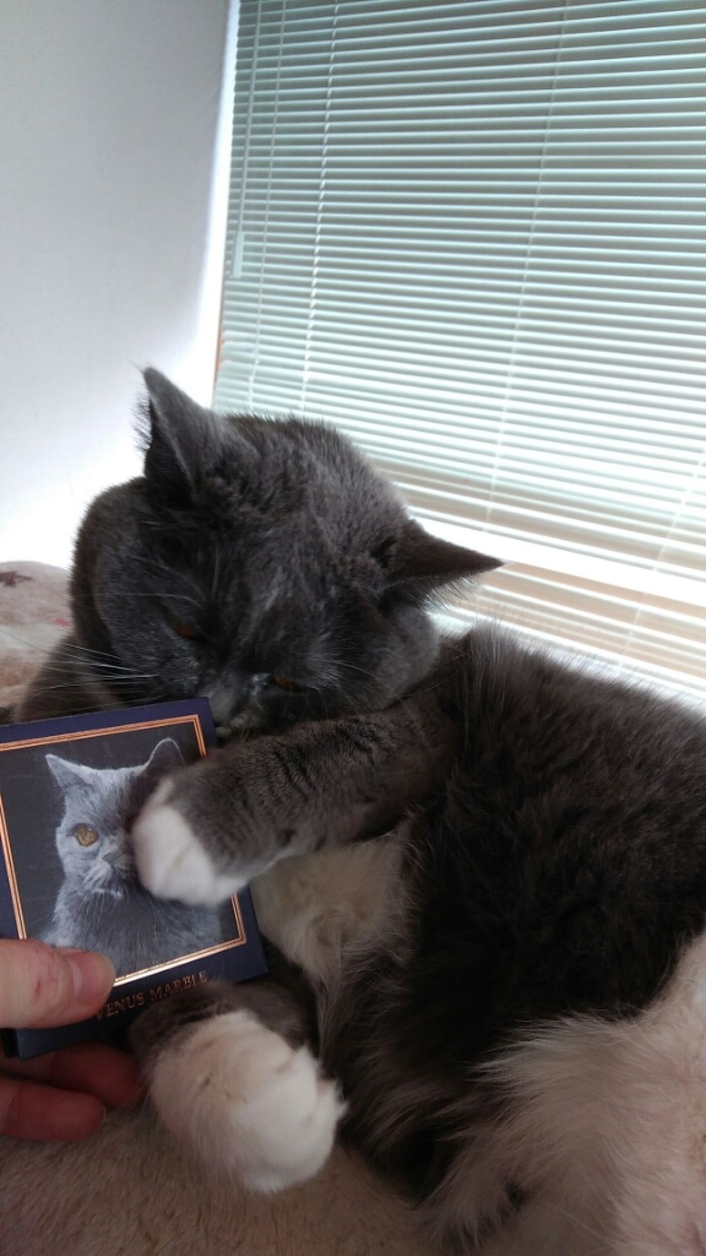 Venus Marble アイシャドウキャットシリーズ/Venus Marble/アイシャドウパレットを使ったクチコミ（1枚目）