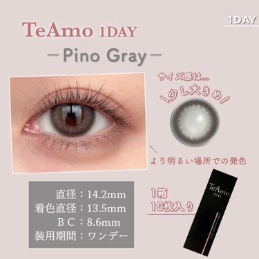 TeAmo 1DAY ピノ グレー/TeAmo/ワンデー（１DAY）カラコンの画像