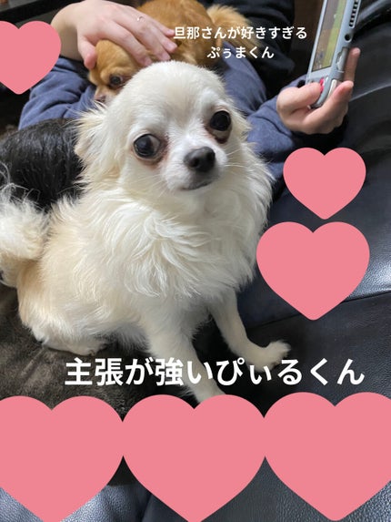 レッド プロポリス エキスパート アンプル/CNP Laboratory/美容液を使ったクチコミ(9枚目)