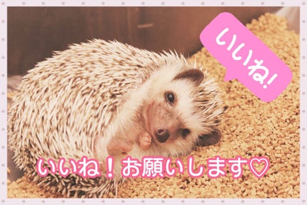 マスクフィットオールカバークッション/TIRTIR(ティルティル)/クッションファンデーションを使ったクチコミ(4枚目)