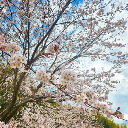 パーフェクトUV マイルドミルク N/アネッサ/日焼け止めミルクを使ったクチコミ(3枚目)