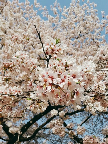 ニキビについて
初めての雑談枠☺ちょっと相談みたいな感じです。若干愚痴っぽくなってしまってすみません😢

たまにお話していますが、私は大人ニキビに悩んでいます。
どれくらいかというと、初対面の赤の他人に