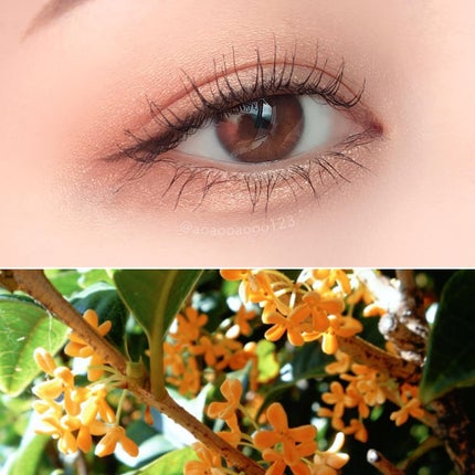 シャドーカスタマイズ/MAJOLICA MAJORCA/単色アイシャドウを使ったクチコミ(2枚目)