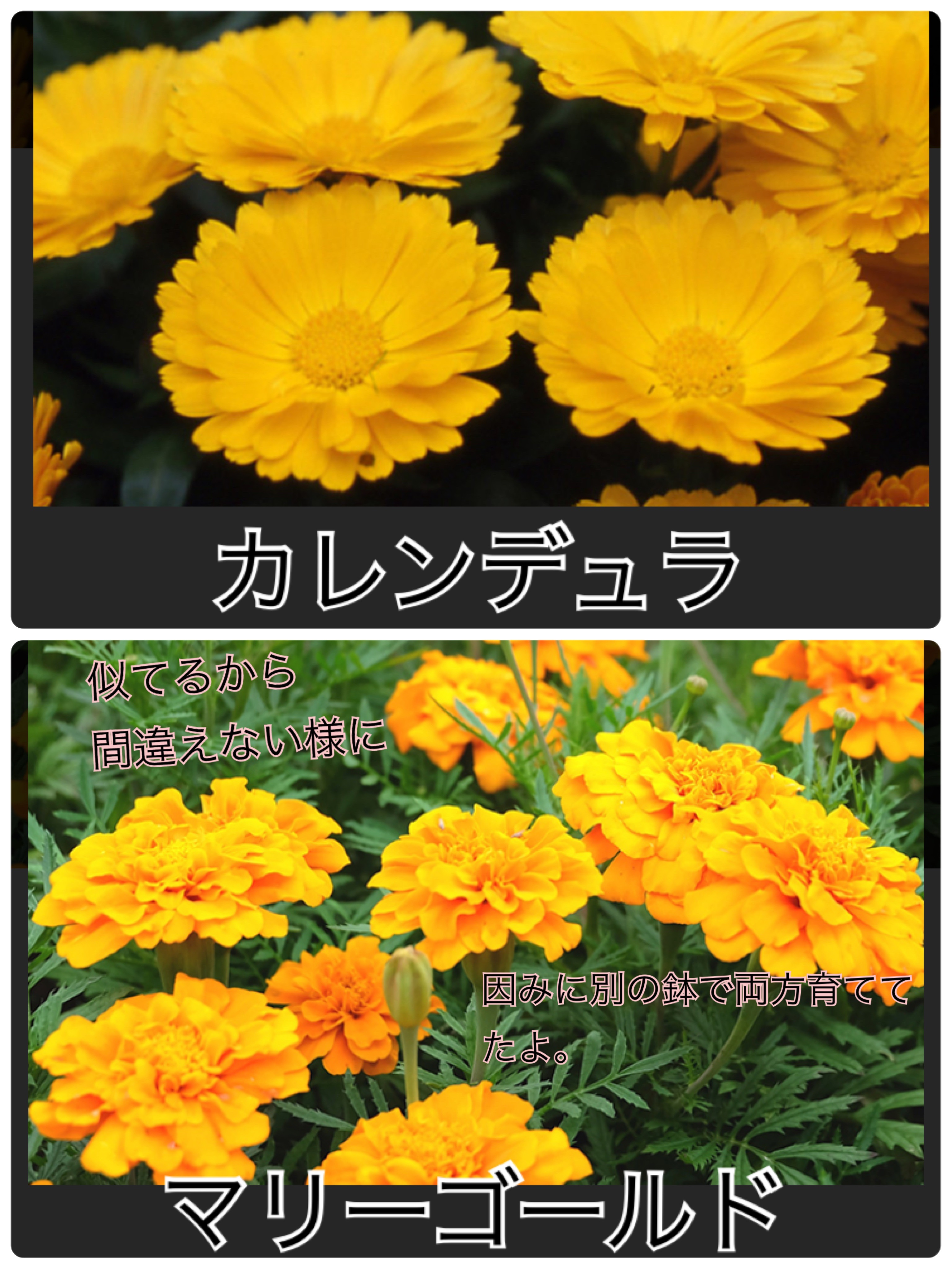 スウィートアーモンドオイル/無印良品/ボディオイルを使ったクチコミ（3枚目）