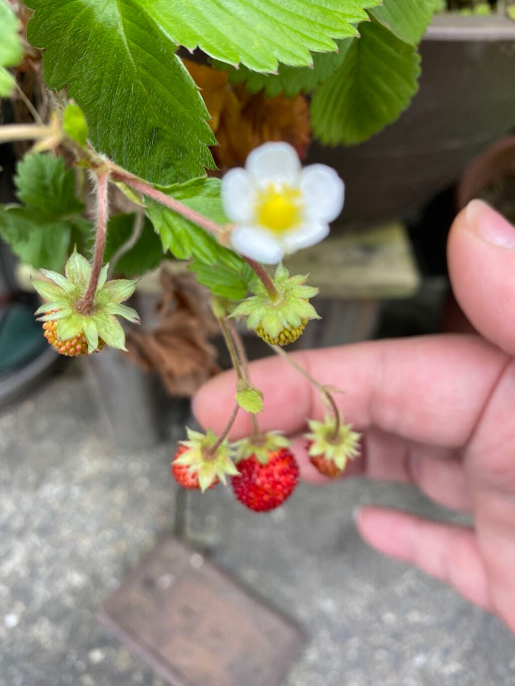 リサ・ラーソン♡クッションファンデマニア on LIPS 「#いちごの花??かしら#野いちごくらい可愛いかわいい(*˙˘˙..」(1枚目)