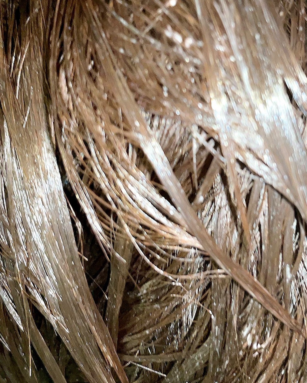 モイスト&ダメージケア プレヘアトリートメント/ボンドプレックス/洗い流すヘアトリートメントを使ったクチコミ(4枚目)