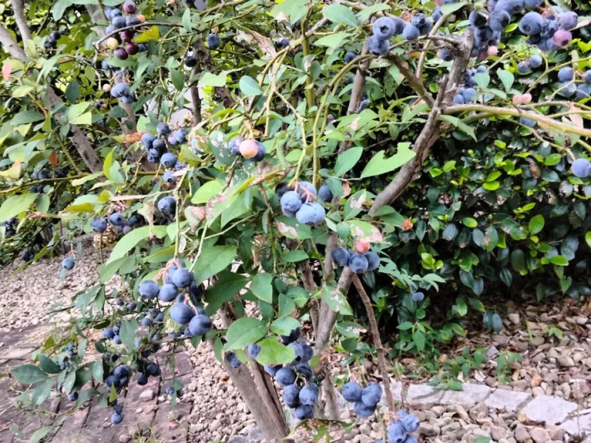 mcgroupakiko on LIPS 「実家には母が植えた二本のブルーベリーには今年もたわわに実をつけ..」(5枚目)