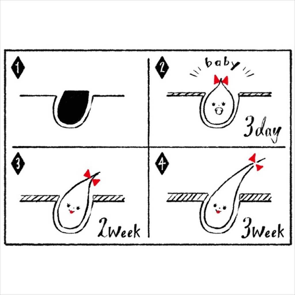 貝印 bi-hada L型のクチコミ「＼カミソリメーカーが教える、シェービングの豆知識！／
☆カミソリ辞典☆　
～うぶ毛ケアの頻.....」（2枚目）