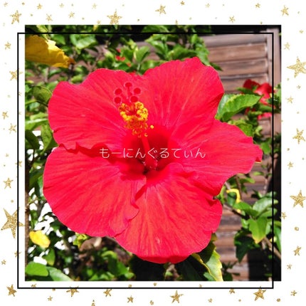 コンパクトスタイラー/TANGLE TEEZER/ヘアブラシを使ったクチコミ(1枚目)