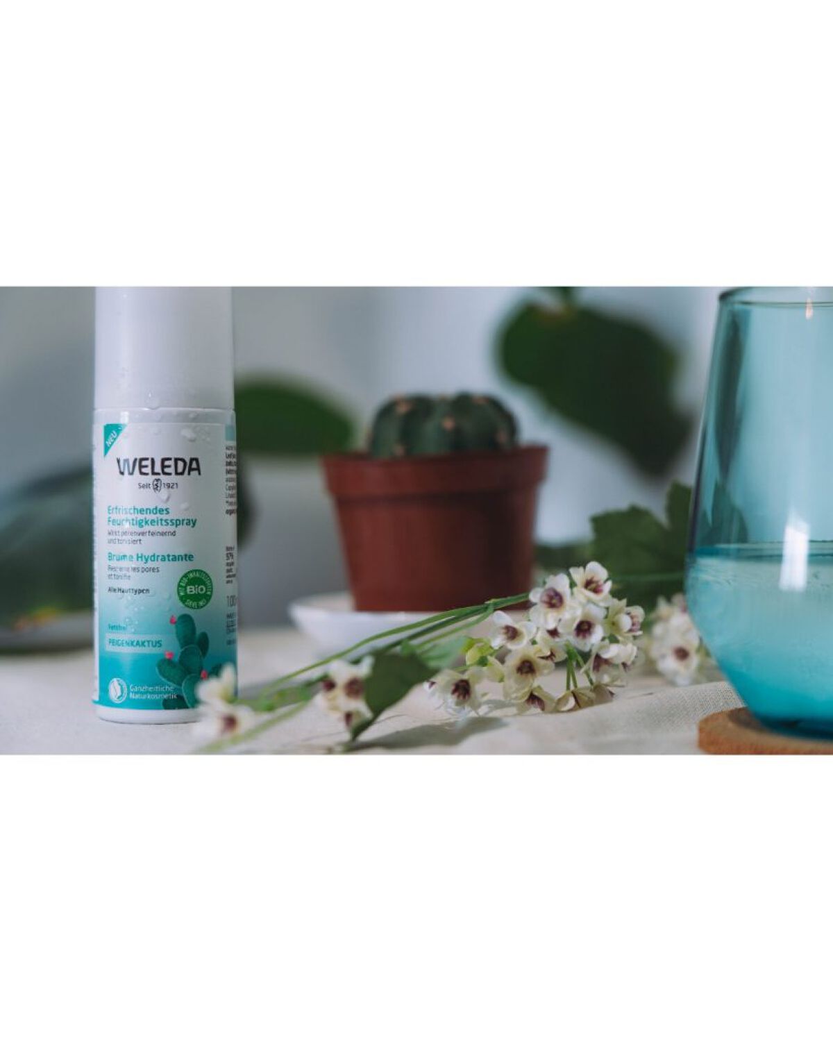 WELEDA ウチワサボテン フェイシャルミストのクチコミ「まゆと一緒に物撮り会した時の。
撮影のために買ったサボテンくん、元気かな？

day 2022.....」（3枚目）