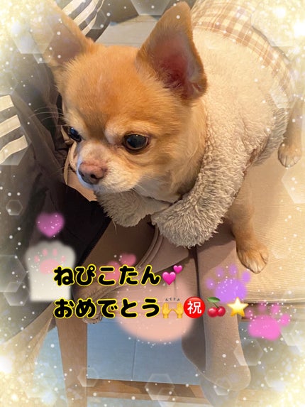 pa ネイルカラー/pa nail collective/マニキュアを使ったクチコミ(5枚目)