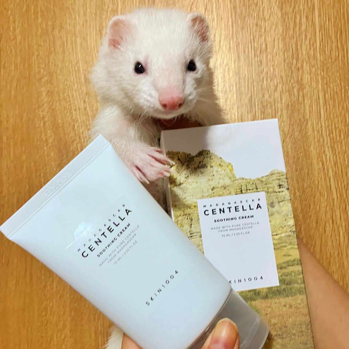 センテラ スージングクリーム/SKIN1004/フェイスクリームを使ったクチコミ（2枚目）