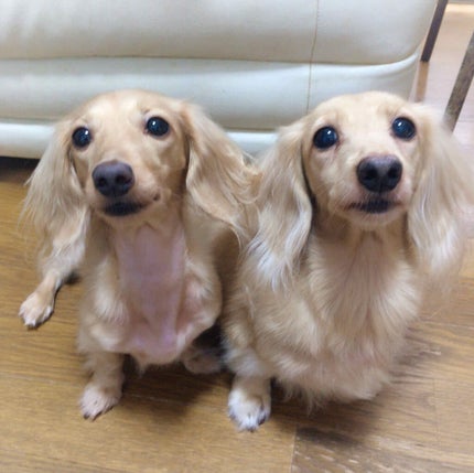 Natto ティーツリープレミアムオイル リンスイン ドッグシャンプー/Natto/その他を使ったクチコミ(7枚目)