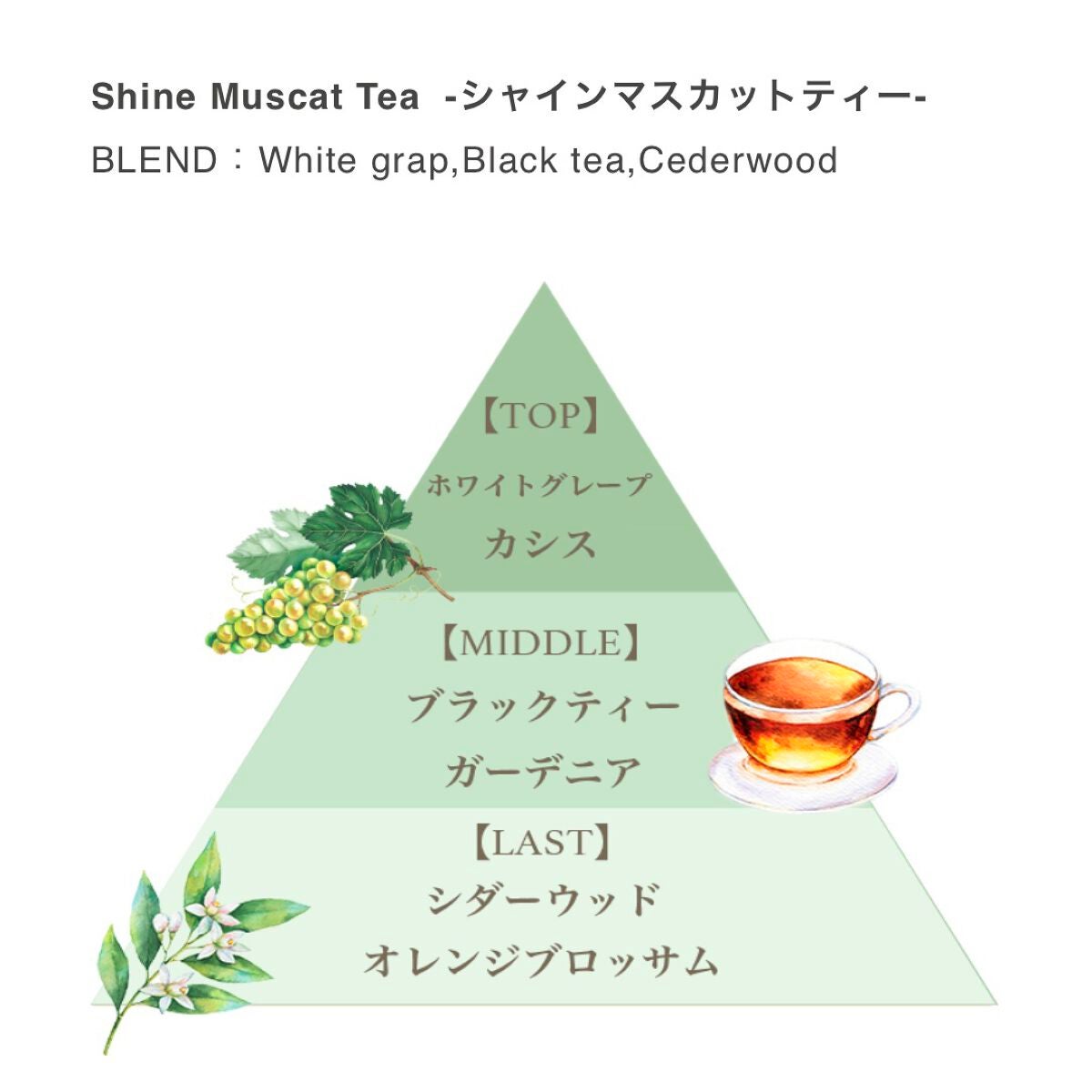 フレグランス リッチハンドクリーム (シャインマスカットティー)/フェルナンダ/ハンドクリームを使ったクチコミ(4枚目)