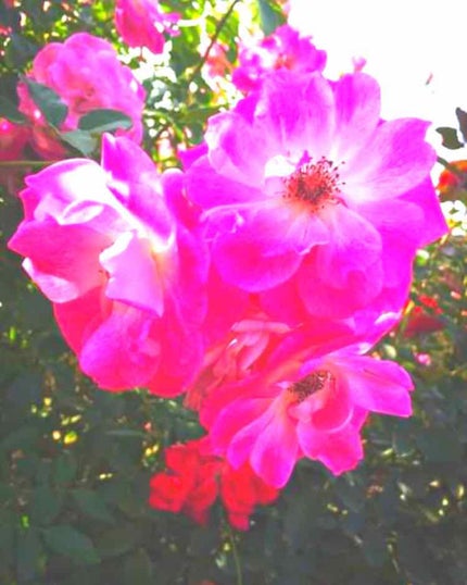 サンシビオ エイチツーオー D/ビオデルマ/クレンジングウォーターを使ったクチコミ(1枚目)