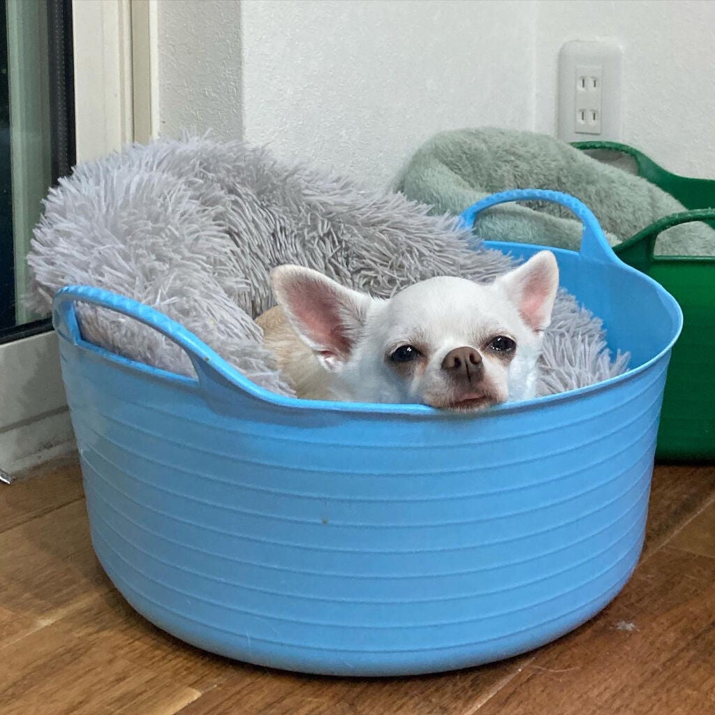 しに子ちゃん on LIPS 「秘書検定受かってたよ✌️🥰2級・3級ダブル合格💮エナドリ飲み散..」(2枚目)