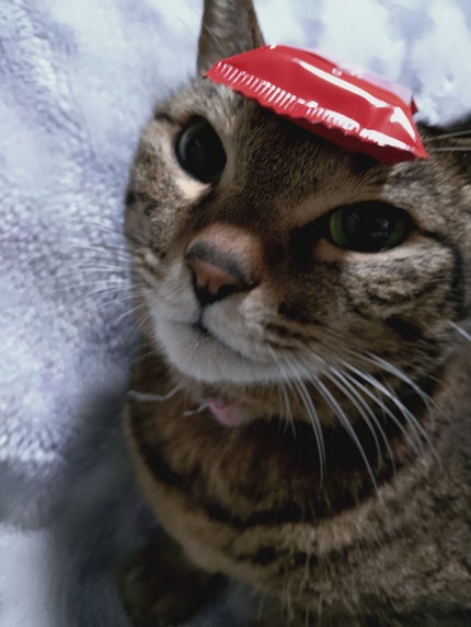 リュクス アイシャドウ クォード グロウ ウィズ ラブ コレクション/BOBBI BROWN/アイシャドウパレットを使ったクチコミ(4枚目)