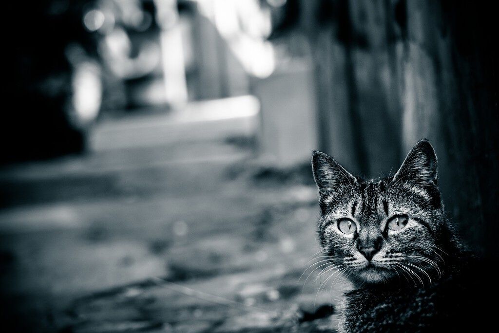 るゔぁ`✗ on LIPS 「どうも、はじめましてDK1の男子高校生の「るゔぁ`✗」です今日..」(1枚目)