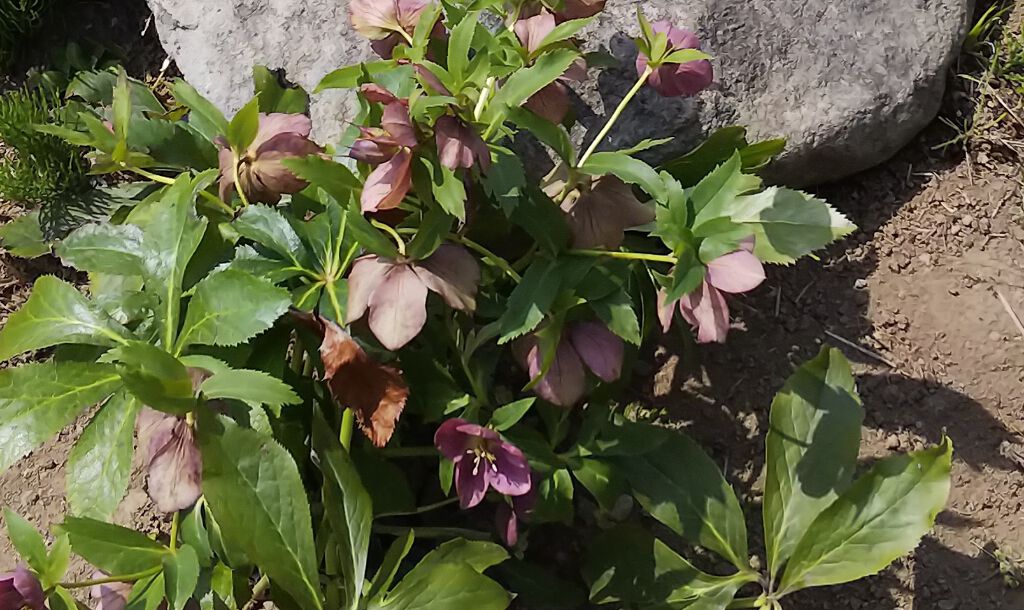 グロッシーリッチ アイズ N/Visée/アイシャドウパレットを使ったクチコミ（2枚目）