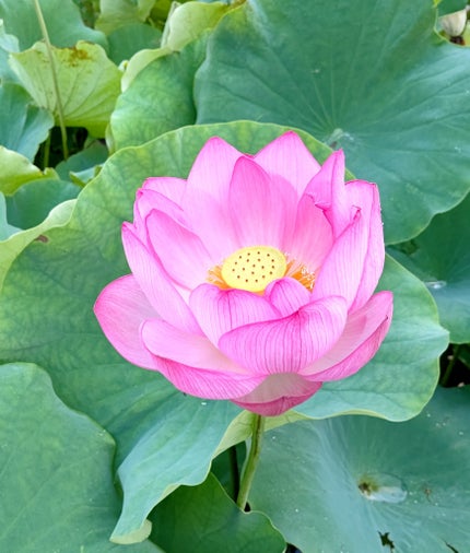 おやすみ美脚ロング/SLIMWALK/着圧ソックス・レギンスを使ったクチコミ(1枚目)