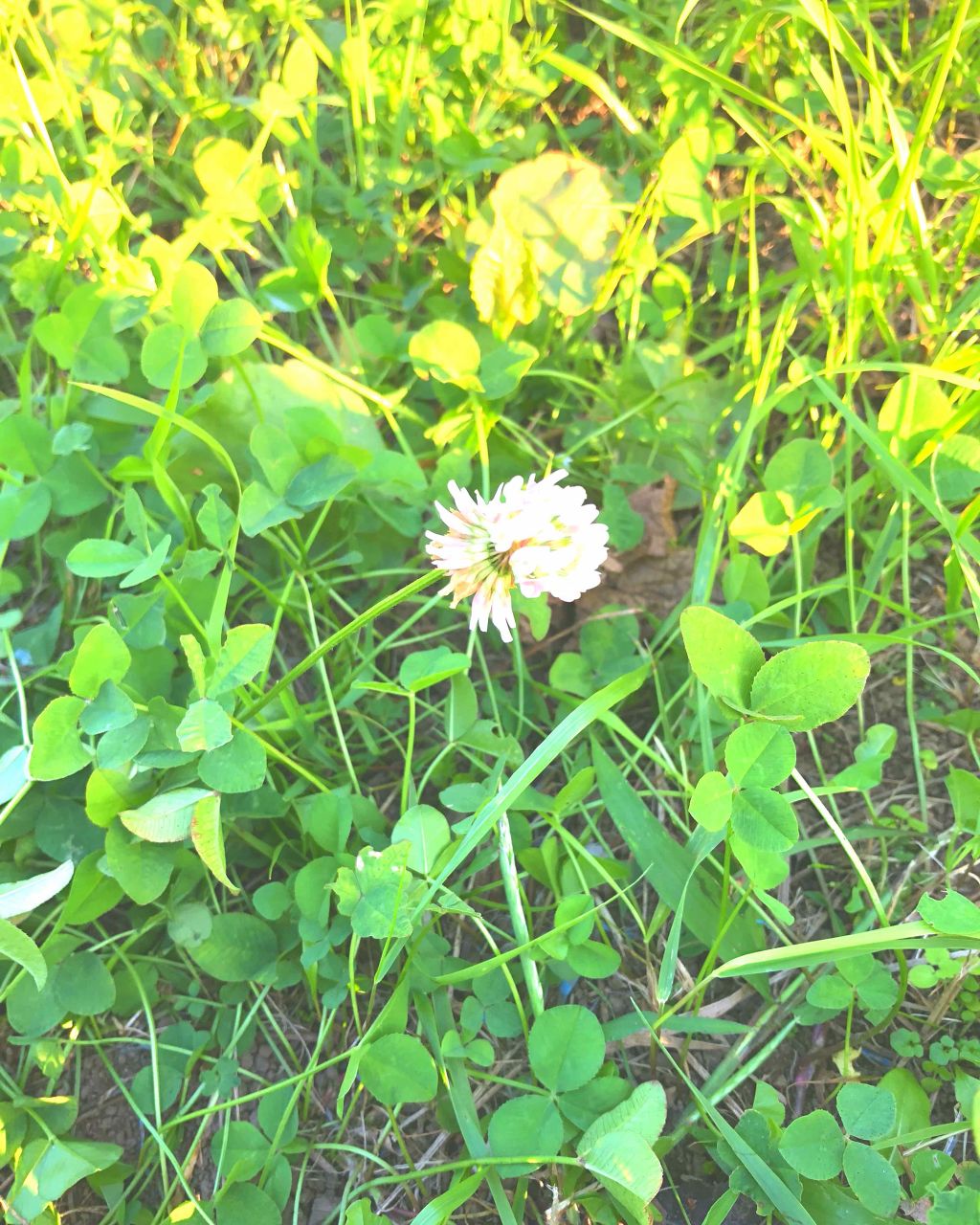 ハニーフルリップ HM/カントリー&ストリーム/リップ美容液を使ったクチコミ(2枚目)