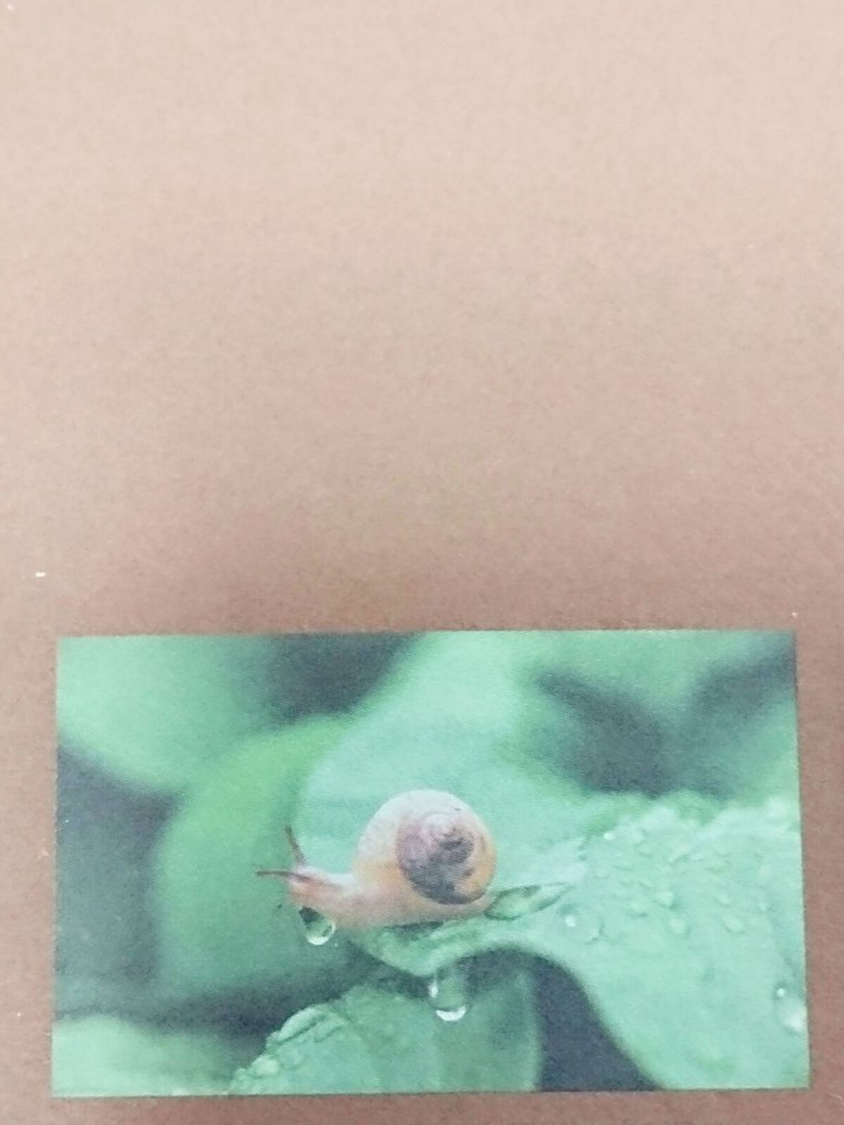 (旧)スネイルソリューションスキンブースター/ネイチャーリパブリック/ブースター・導入液を使ったクチコミ(5枚目)