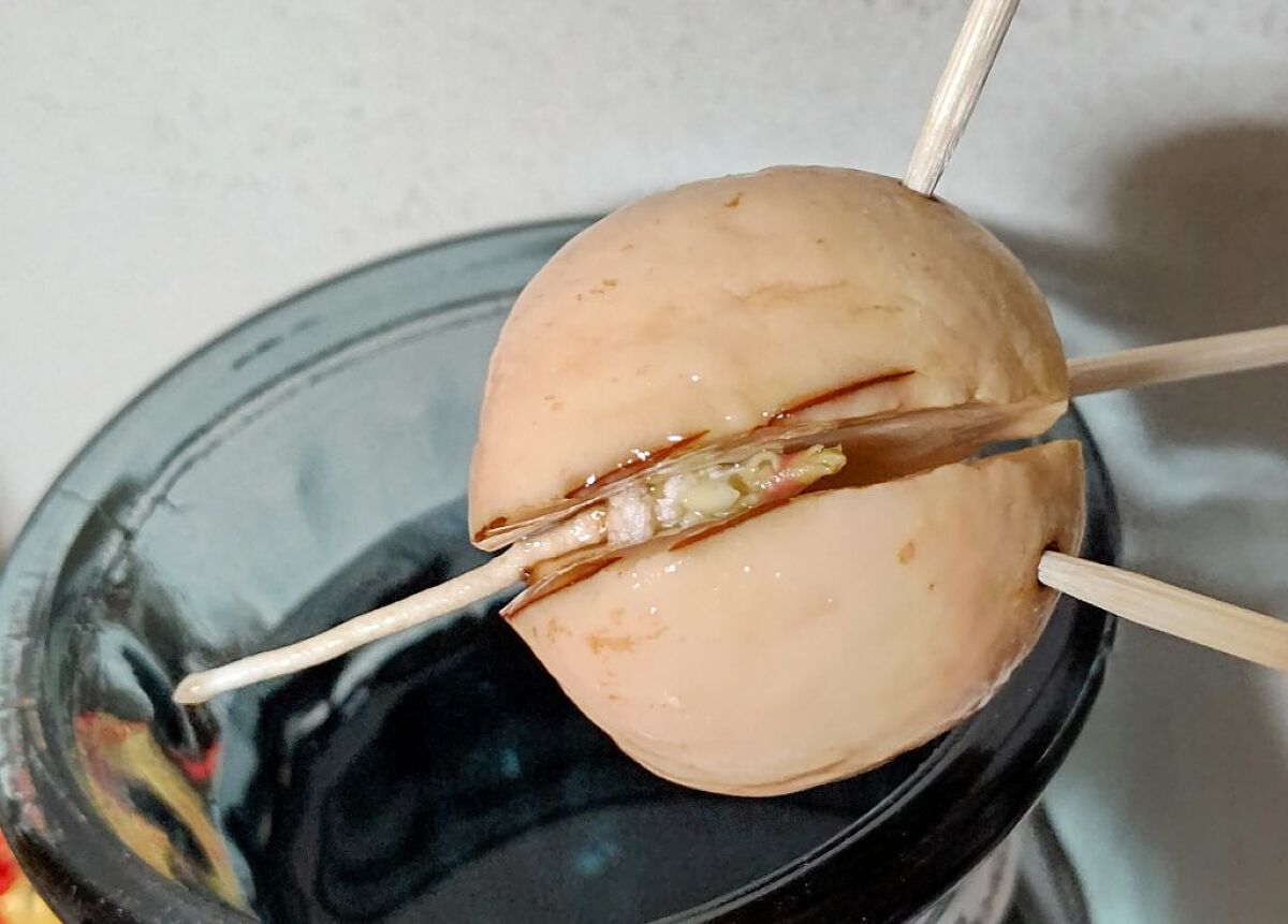 ガラス花瓶/DAISO/その他を使ったクチコミ（3枚目）